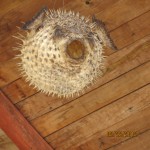 The puffer fish on the ceiling at the beach cafe.