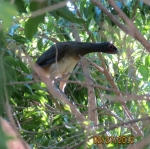 Big bird in the bush