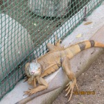 Another type of lizard